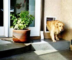 dog door for golden retriever